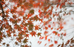 苏轼笔下的秋天是怎么样的？苏轼那些秋天的诗！