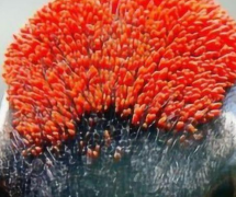 古代鹤顶红到底是什么毒药 鹤顶红与鹤之间有关系吗