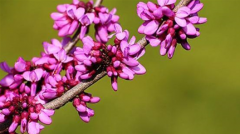 紫荆原产于中国，为何皮果木花皆可入药而种子却不能？