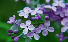 丁香属又称紫丁香属，该属植物主要分布于世界哪些地方？