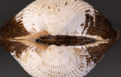 毛蚶类似贝壳中等大小，其广泛分布于世界上哪些地区？