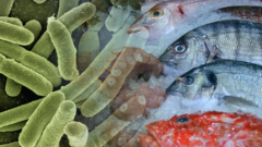 海洋创伤弧菌是什么意思？为何被称为“海洋中的无声杀手”？