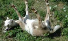 晕倒羊是美洲的特有羊种，它为何受到惊吓就会四肢僵硬？