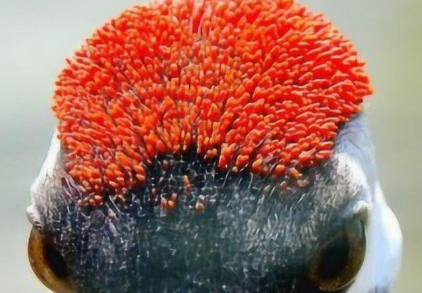 古代鹤顶红到底是什么毒药 毒药主要成分是什么