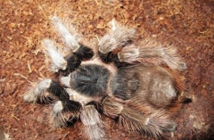 巴西红毛蜘蛛属于什么品种？都有哪些喂养的技巧呢？