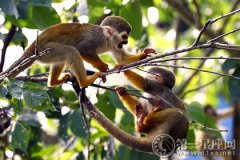 梦见猴子吊在树上，多和亲人沟通