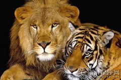 <b>梦见狮子和老虎打架，幸运数字是7</b>