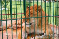 梦见狮子和老虎被关在笼子里好不好