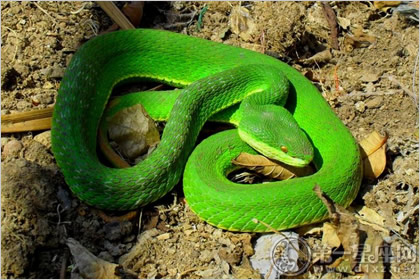 孕妇梦见绿色的蛇