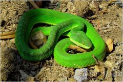 梦见绿色的各种解析，绿色的蛇