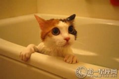 如果梦见给猫洗澡最近要注意什么问题