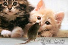 梦见老鼠和猫有什么寓意？是成长的体现