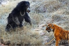 <b>梦见老虎和熊打架会告诉你财位在哪边</b>