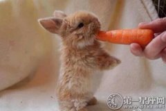梦见兔子吃东西，日常留心饮食健康
