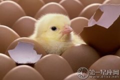 梦见鸡蛋变成了小鸡，有望功成名就