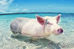 梦见猪掉水里了，或有灾难多小心
