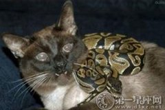 【梦到动物】做梦梦见猫吃蛇的意思