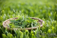 绿茶文化之绿茶的功效与作用及禁忌