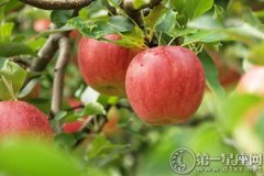 温带水果之王：苹果的营养价值