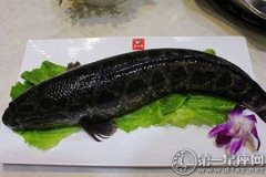 常见食用鱼：黑鱼的营养价值