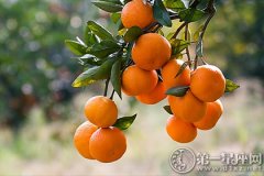 维生C丰富的橘子的营养价值