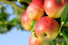 饮食健康常识：空腹吃苹果好吗