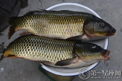 来自江河鲜美：中国四大名鱼