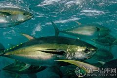 <b>远洋鱼类：金枪鱼的营养价值？</b>