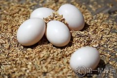 鸽子蛋的营养价值及其效果