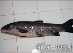 家家户户都可以品尝的美味：中国四大家鱼