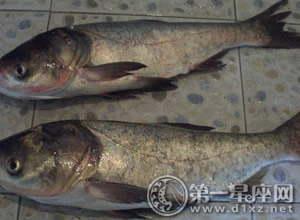 中国四大家鱼