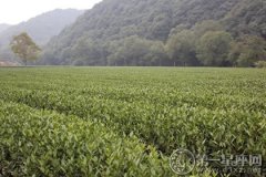 形式多样的梅家坞茶文化