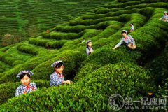 紫阳茶文化的历史