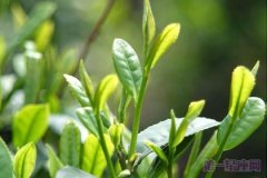 茶叶文化：不同季节茶叶的不同特性
