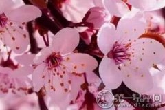 2017年三乡樱花节时间、举办地点