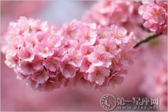 2017年上海樱花节时间、举办地点