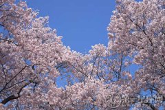 最佳地点：2017年日本樱花哪里最好看？