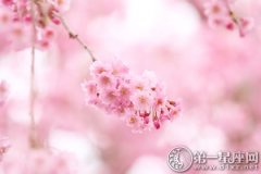 樱花是哪个国家的国花，是日本吗