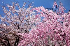 <b>武汉大学樱花节介绍，2016赏樱最佳时间</b>