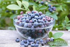 蓝莓——生长于东北的蓝色水果
