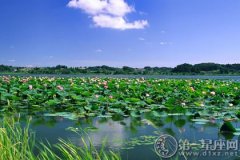 被誉为中国最美的湿地：微山湖