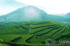 陕西茶文化的历史起源
