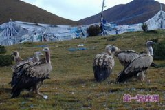 西藏的丧葬文化，西藏各地丧葬文化