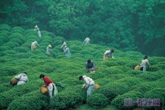 杭州茶文化的起源与发展