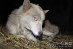 民间故事：白眼狼的由来