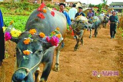 仡佬族牛王节：歌颂牛的贡献