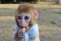 灵巧的动物：十二生肖猴的来历传说