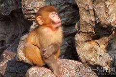 西湖民间故事：金毛猴子与老和尚