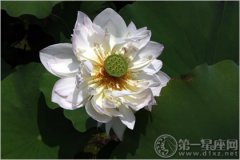 101个禅经佛理的经典故事：婆罗门与莲花