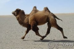 外国寓言故事：野骆驼和狼尿